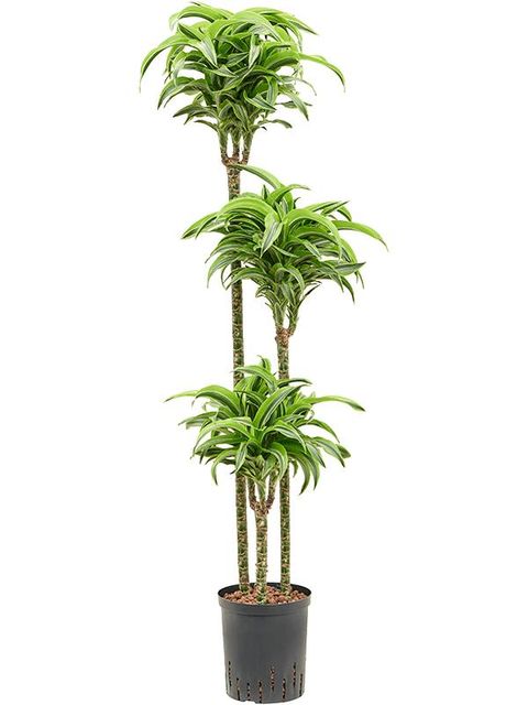 Dracaena fragrans 'Lemon Surprise'