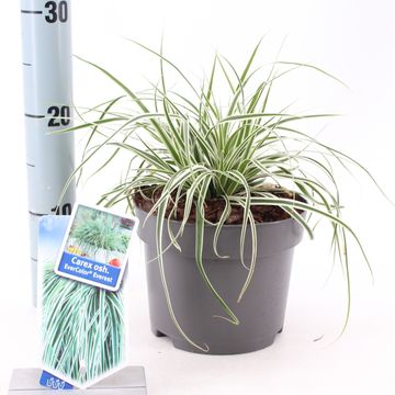 Carex oshimensis EVERCOLOR EVEREST