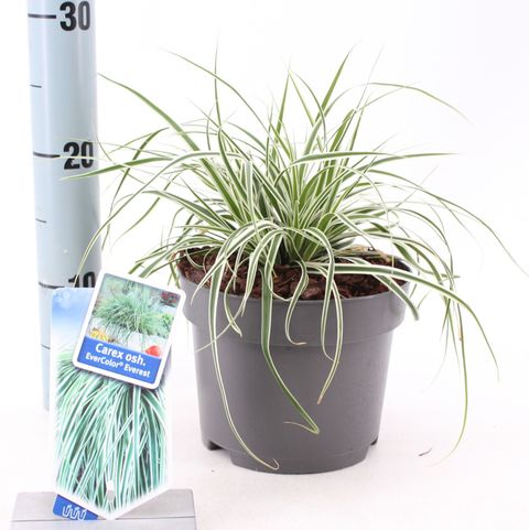 Carex oshimensis EVERCOLOR EVEREST