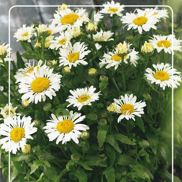 Leucanthemum OOH LA LACROSSE