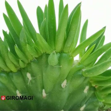 Opuntia subulata cristata