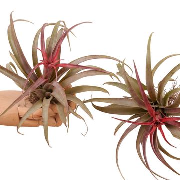 Tillandsia capitata 'Rubra'