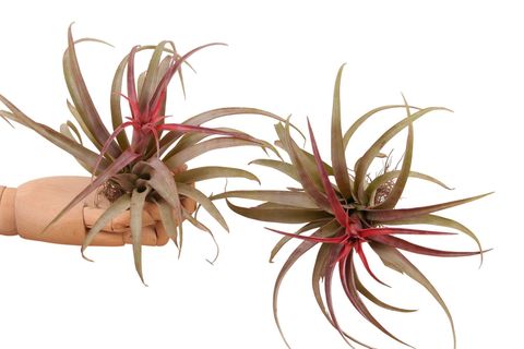 Tillandsia capitata 'Rubra'