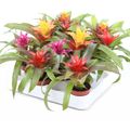 Guzmania MIX