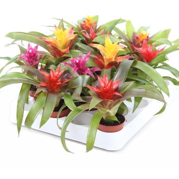 Guzmania MIX