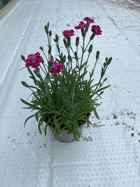 Dianthus DIANTICA PURPLE WEDDING