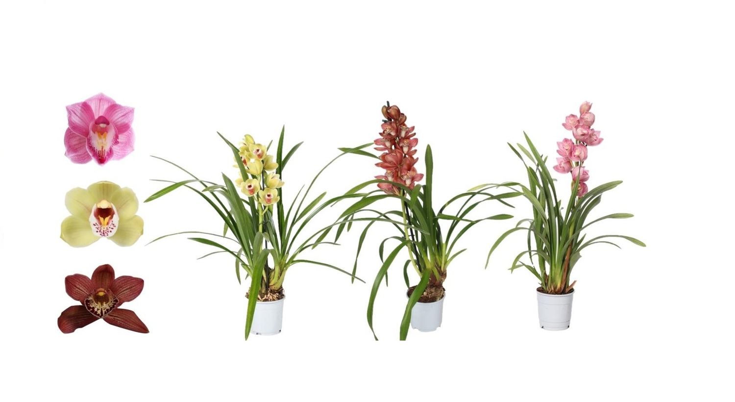 Aazon.co : Cybidiu Bulb Perennial Bulb Planting Ornaent Flower Pot