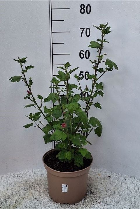 Anisodontea capensis