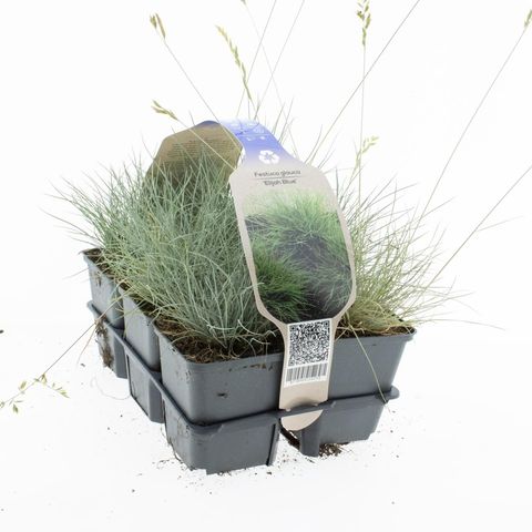 Festuca glauca 'Elijah Blue'