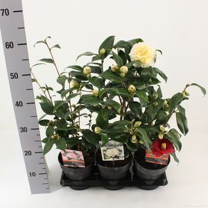 Camellia japonica MIX (Snepvangers Tuinplanten BV)