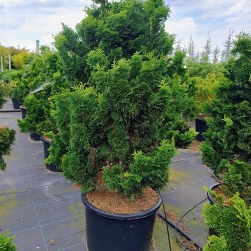 Chamaecyparis obtusa 'Nana Gracilis'