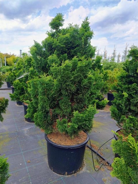 Chamaecyparis obtusa 'Nana Gracilis'