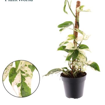 Epipremnum pinnatum 'Marble King'