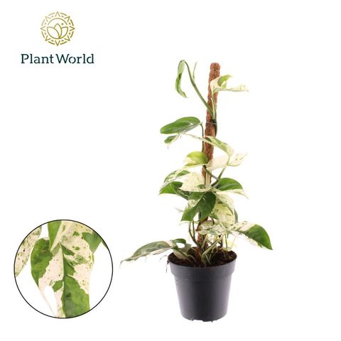 Epipremnum pinnatum 'Marble King'