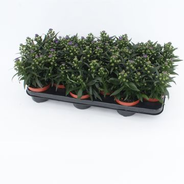 Aster STARLETTA BLUE