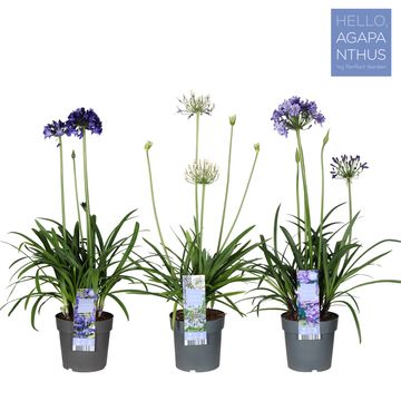 Agapanthus MIX