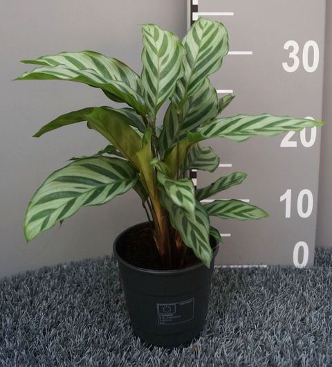 Calathea 'Freddie'