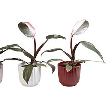 Philodendron 'Pink Princess'