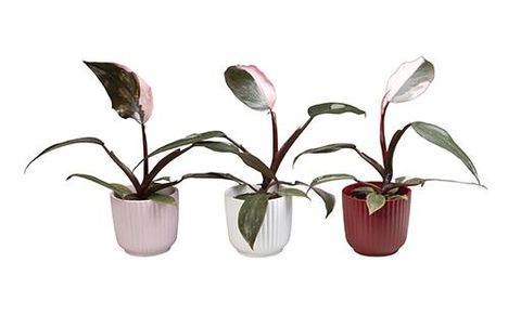 Philodendron 'Pink Princess'