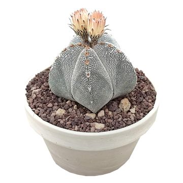 Astrophytum myriostigma 'Onzuka'