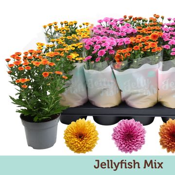 Chrysanthemum JELLYFISH MIX