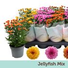 Chrysanthemum JELLYFISH MIX