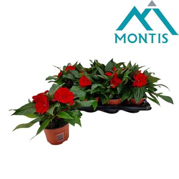 Impatiens COLORPOWER FIRE