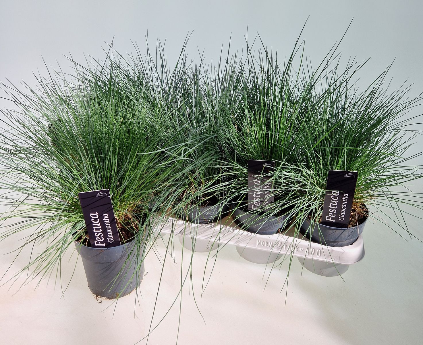 Festuca valesiaca 'Glaucantha' — Plant Wholesale FlorAccess