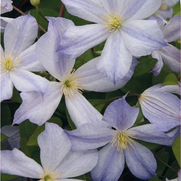 Clematis 'Dutch Sky' (LL)