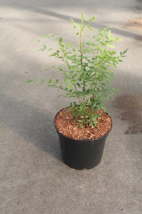 Xanthoceras sorbifolium