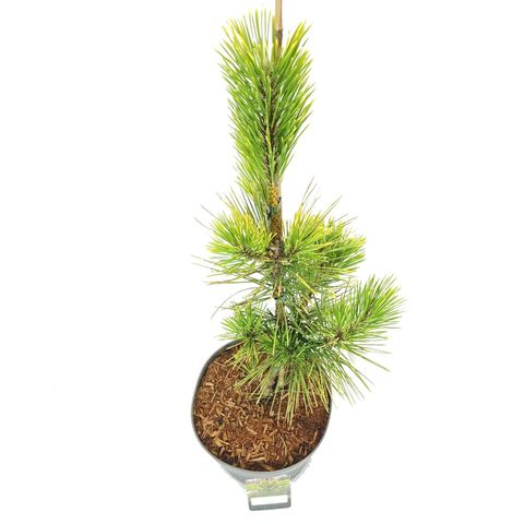 Pinus thunbergii 'Ogon'