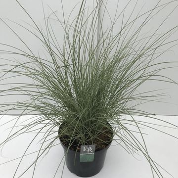 Miscanthus sinensis 'Morning Light'