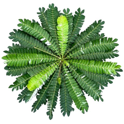 Biophytum sensitivum 'Variegata'