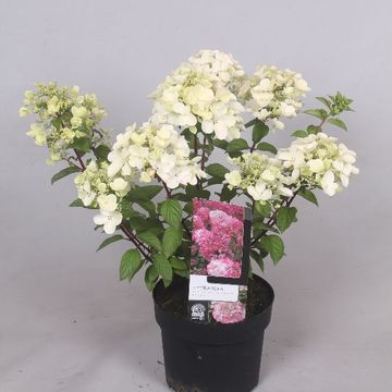 Hydrangea paniculata MAGICAL MATTERHORN