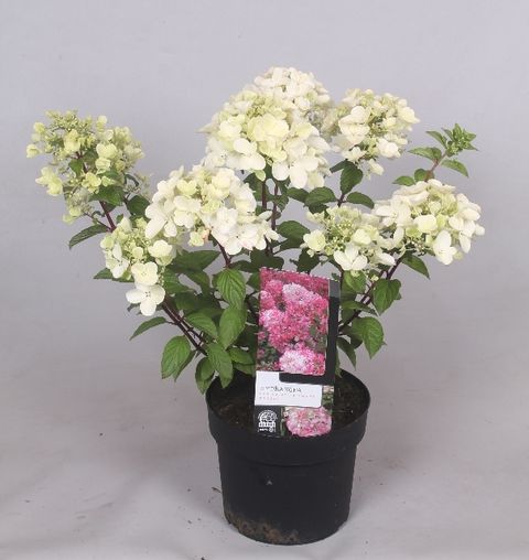 Hydrangea paniculata DIAMANT ROUGE