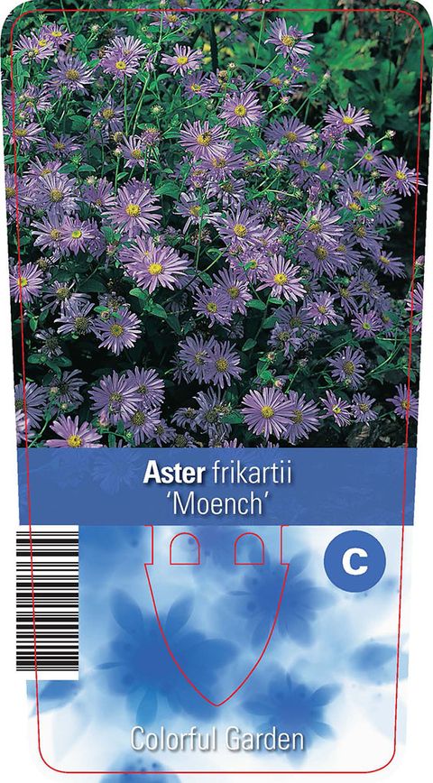 Aster x frikartii 'Mönch'