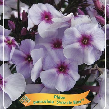 Phlox 'Swizzle Blue'