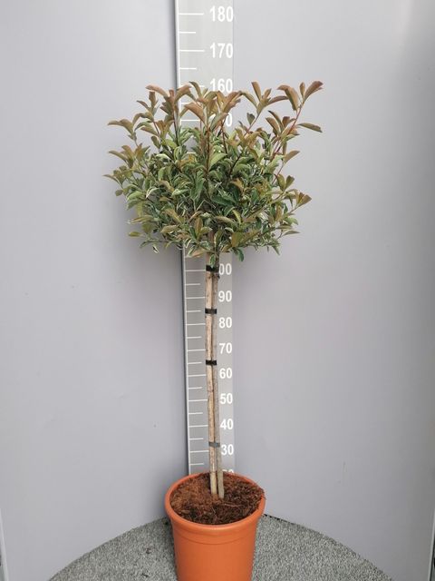 Photinia x fraseri PINK MARBLE