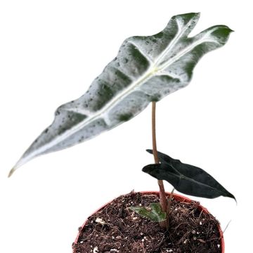 Alocasia sanderiana 'Nobilis'