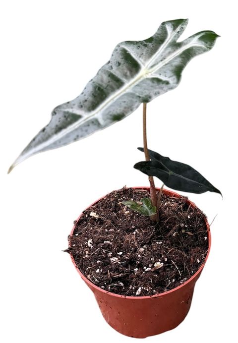 Alocasia sanderiana 'Nobilis'