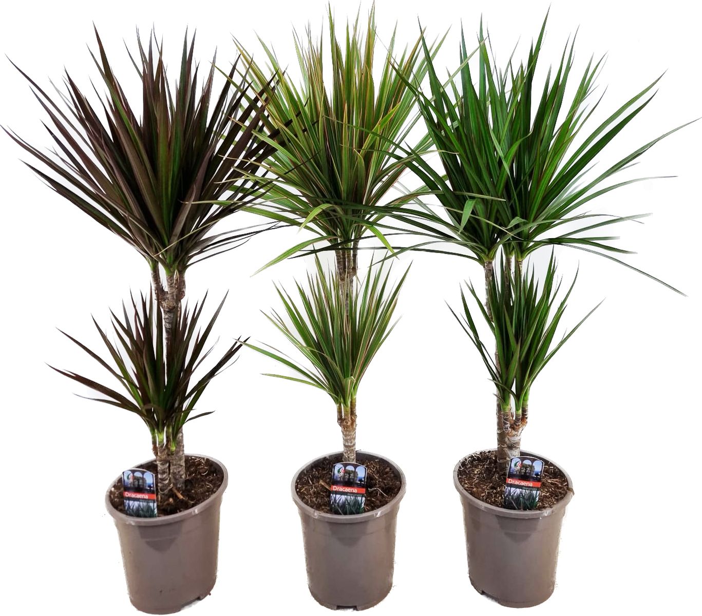 Dracaena marginata MIX