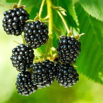 Rubus idaeus 'Black Jewel'