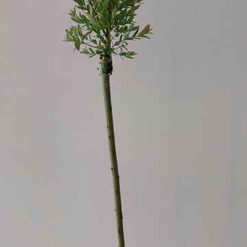 Salix integra 'Flamingo'