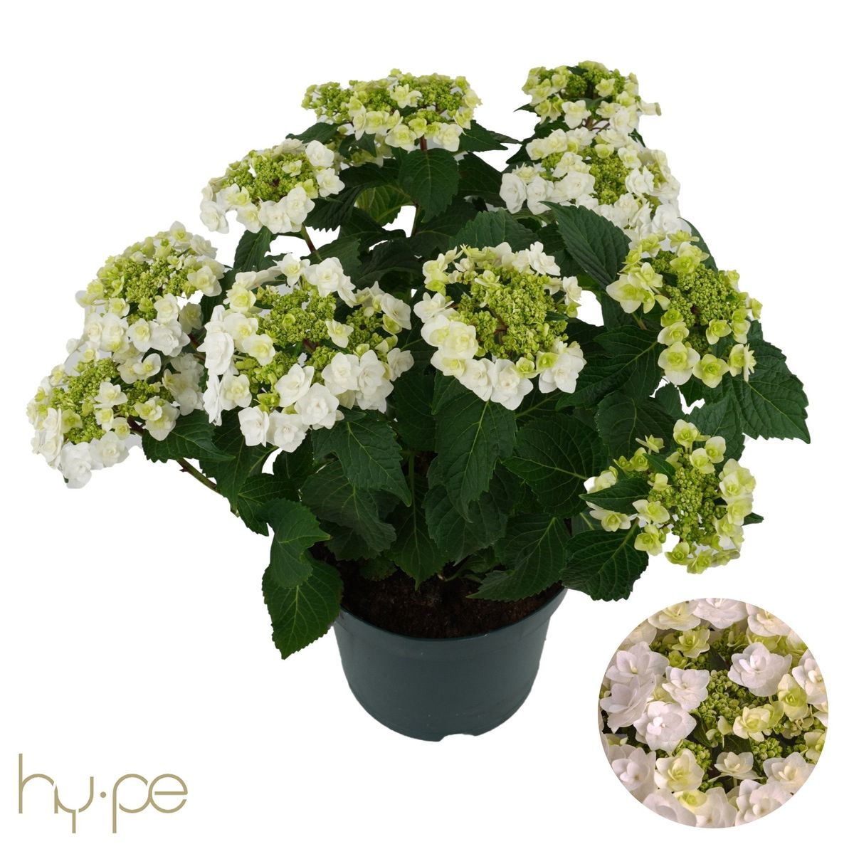 Hydrangea macrophylla WEDDING GOWN — Plant Wholesale FlorAccess