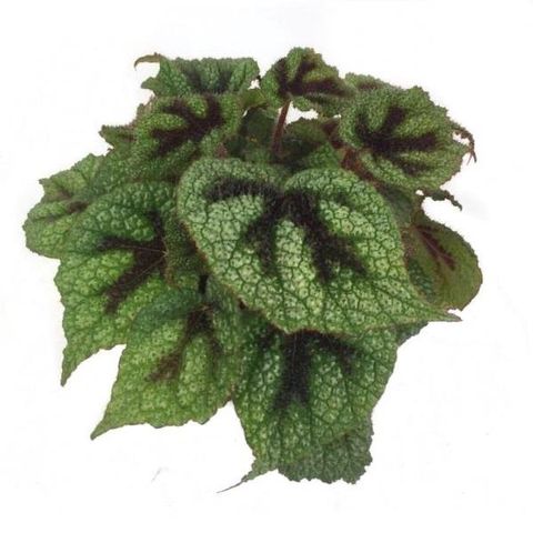 Begonia masoniana