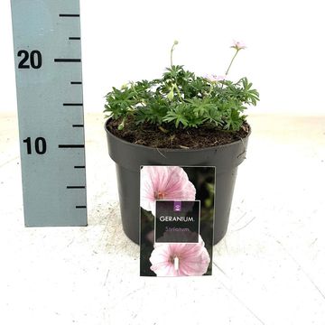 Geranium sanguineum striatum