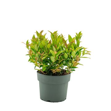 Leucothoe 'Zeblid'