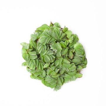 Aquatic plants FLOATING MIX