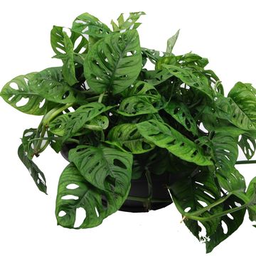 Monstera obliqua 'Monkey Leaf'