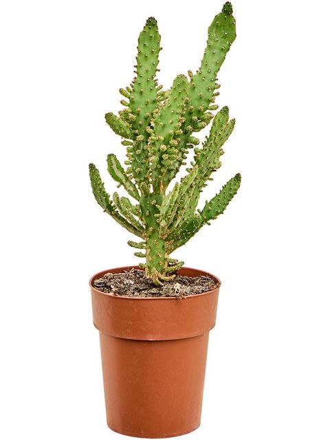 Euphorbia monacantha